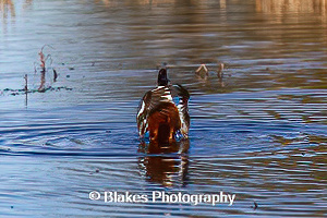 northern shoveler (16)