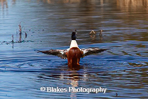 northern shoveler (17)