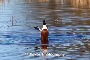 northern shoveler (18)