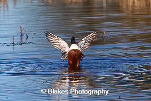 northern shoveler (19)