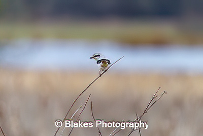 northern shrike (1)