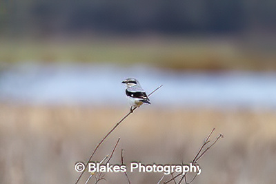 northern shrike (2)