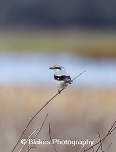 northern shrike (3)