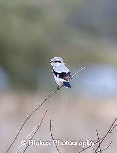northern shrike (5)