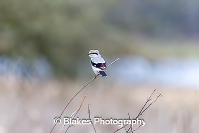 northern shrike (4)