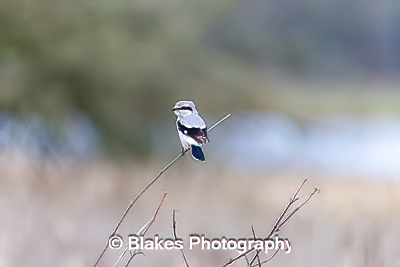 northern shrike (6)