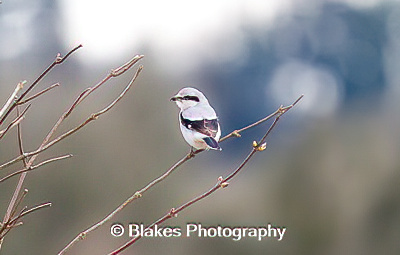 northern shrike (7)