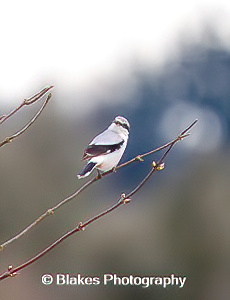 northern shrike (9)