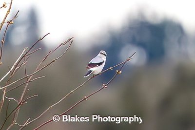 northern shrike (8)