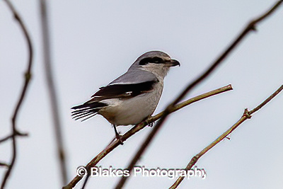 northern shrike (10)