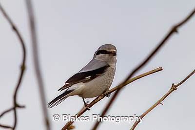 northern shrike (13)