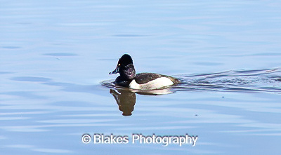 ringed-neck duck (1)