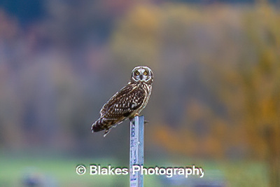 short-earred owl (4)