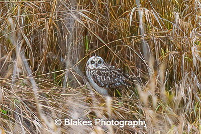 short-earred owl (6)