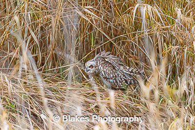 short-earred owl (9)