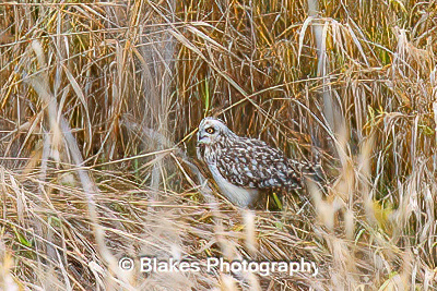 short-earred owl (11)