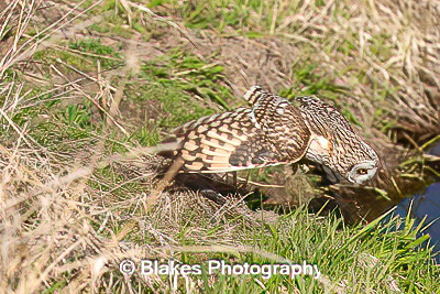 short-earred owl (14)