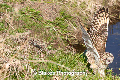 short-earred owl (15)