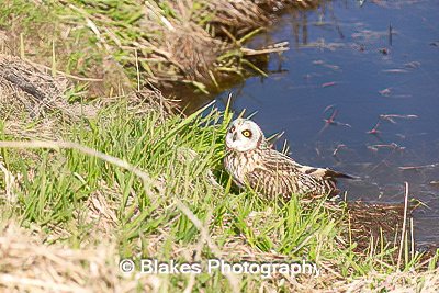 short-earred owl (17)