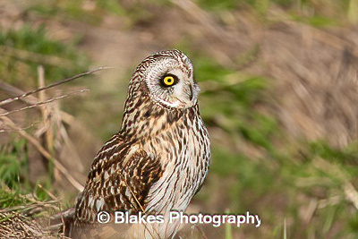 short-earred owl (18)