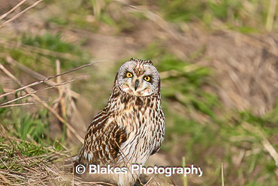 short-earred owl (19)