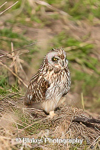 short-earred owl (21)