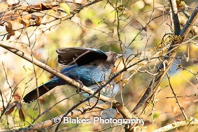 stellars jay (1)