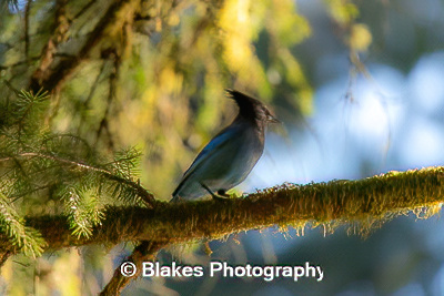 stellars jay (3)