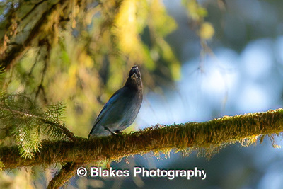 stellars jay (4)