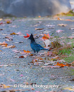 stellars jay (7)