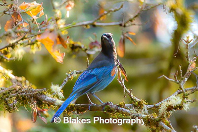 stellars jay (9)