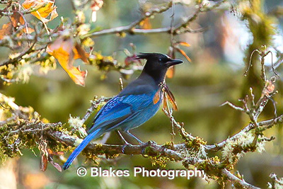 stellars jay (11)
