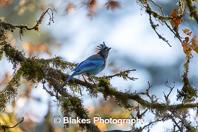 stellars jay (12)