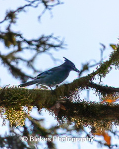 stellars jay (14)