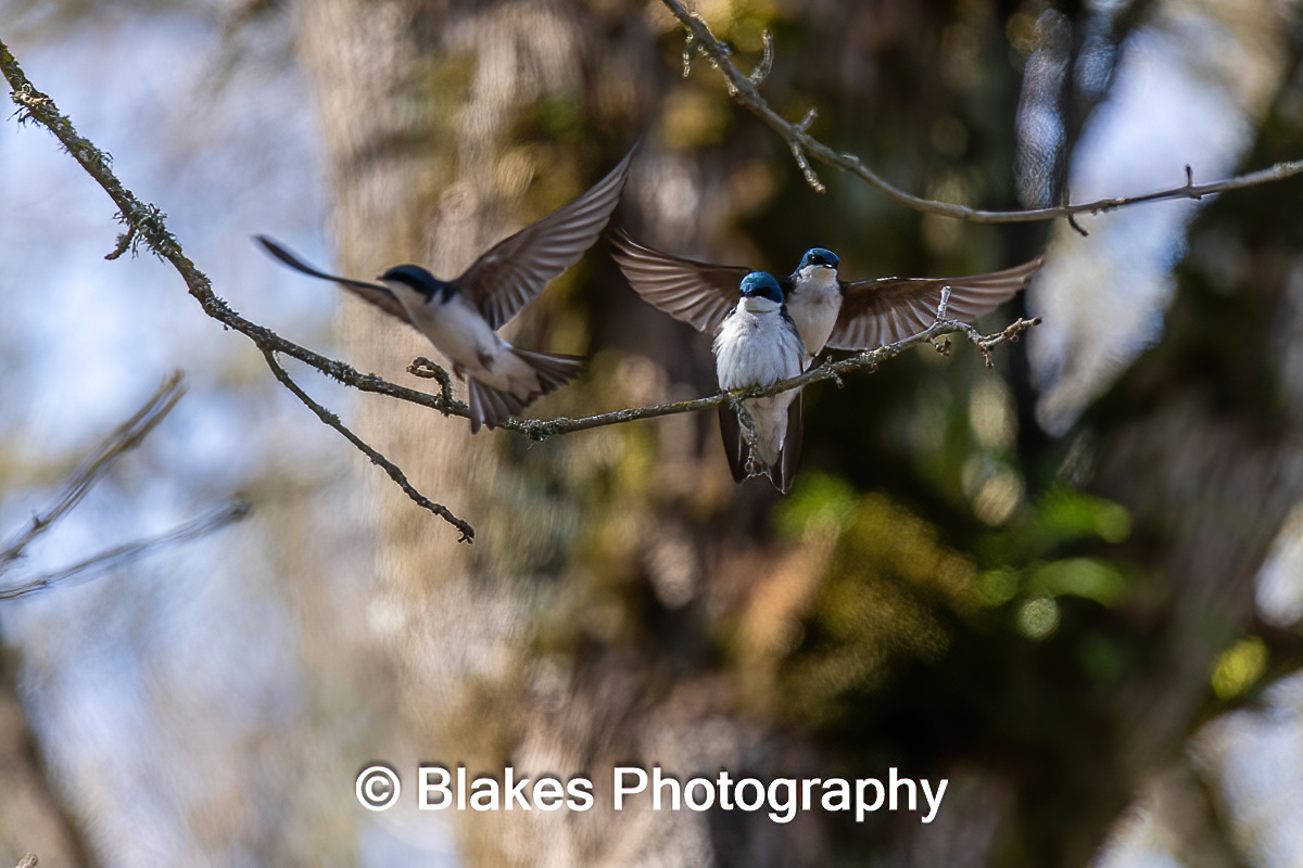 tree swallow (4)