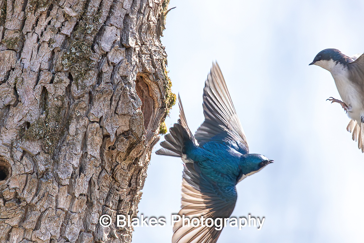 tree swallow (5)