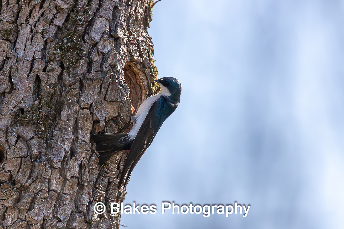 tree swallow (8)