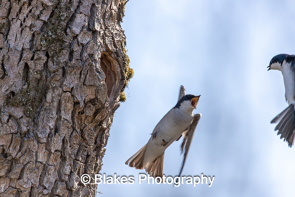 tree swallow (9)