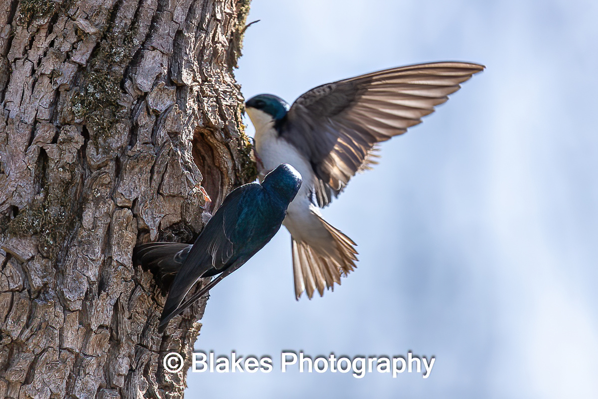 tree swallow (13)
