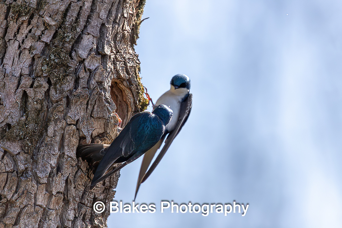 tree swallow (14)