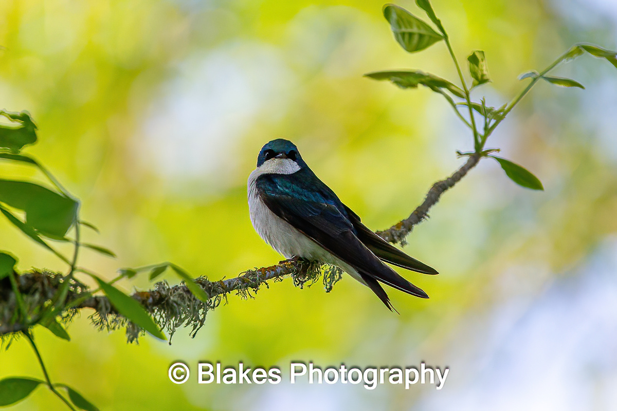tree swallow (15)