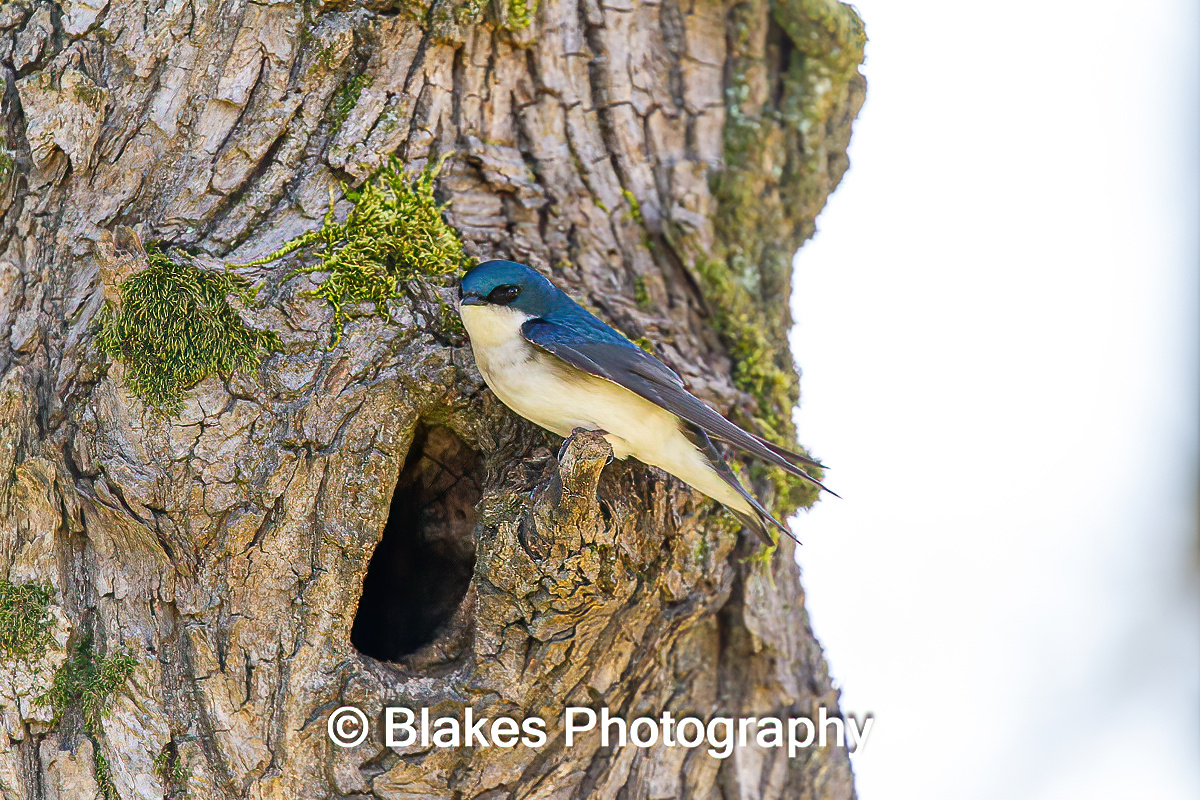 tree swallow (17)