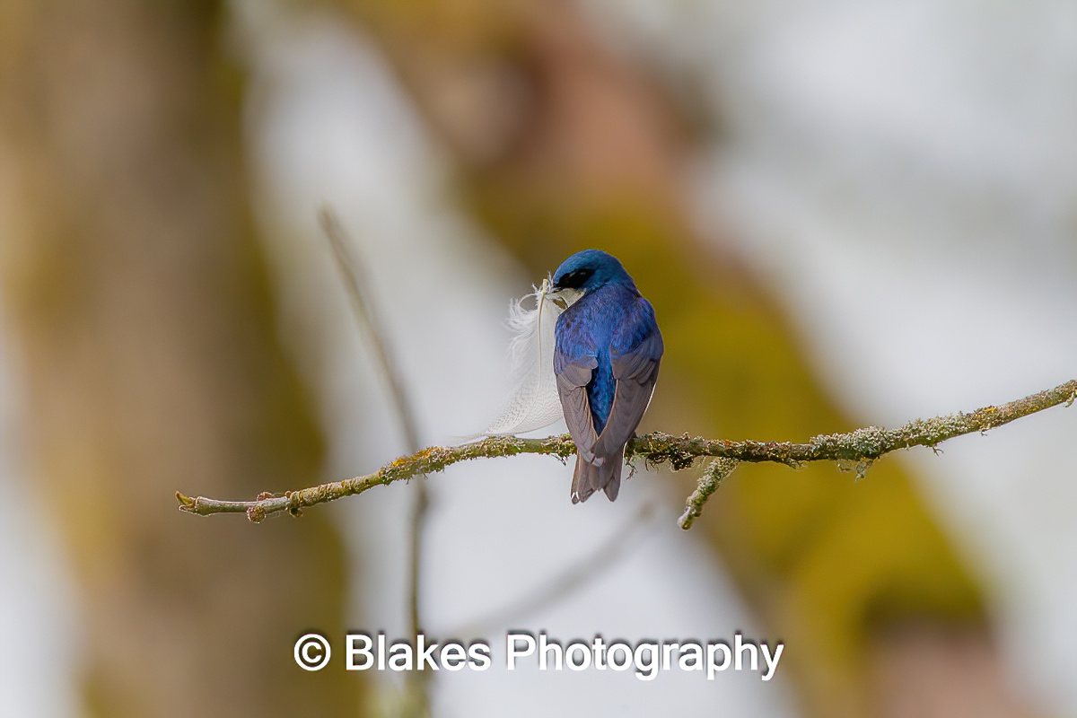 tree swallow (19)