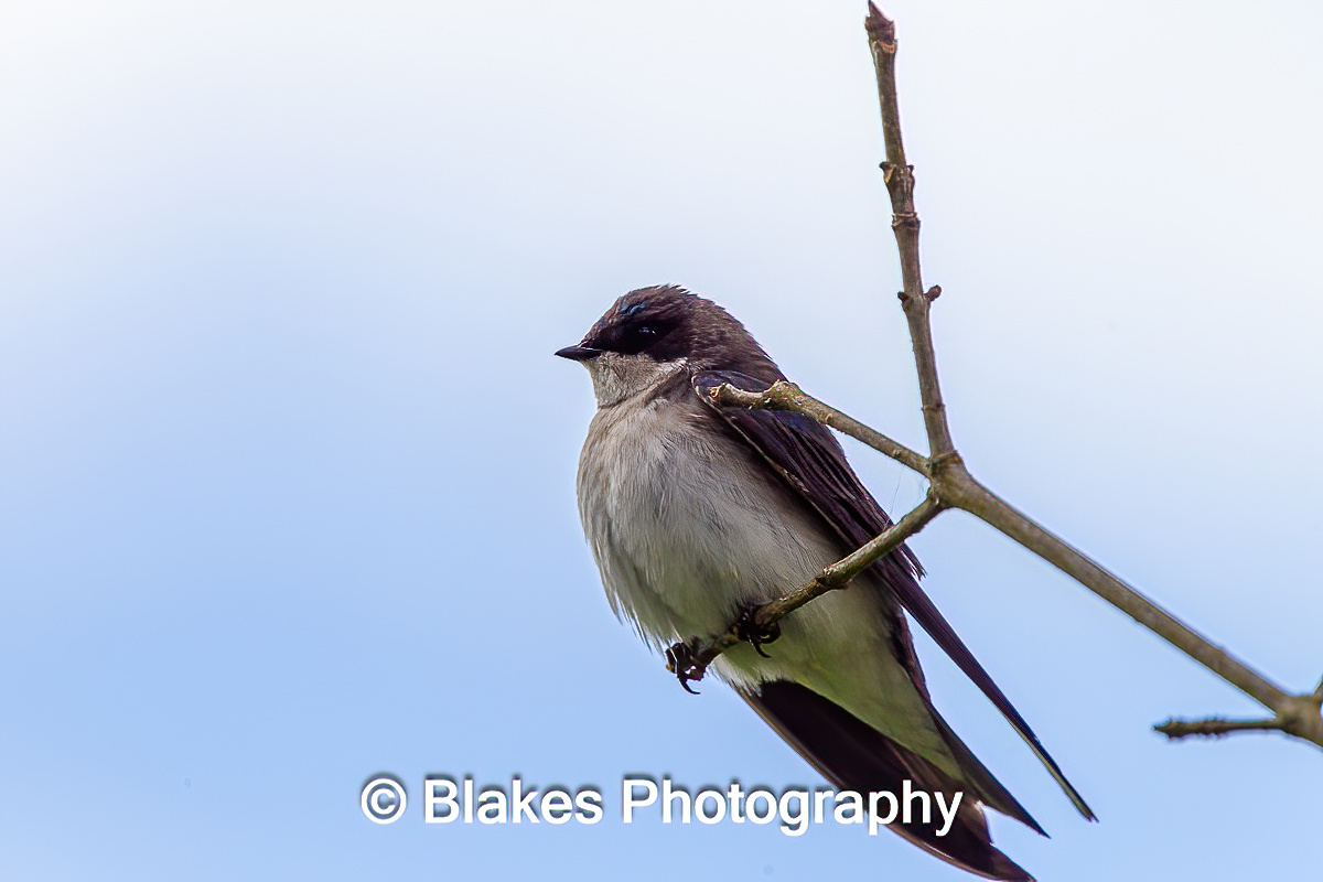 tree swallow (20)