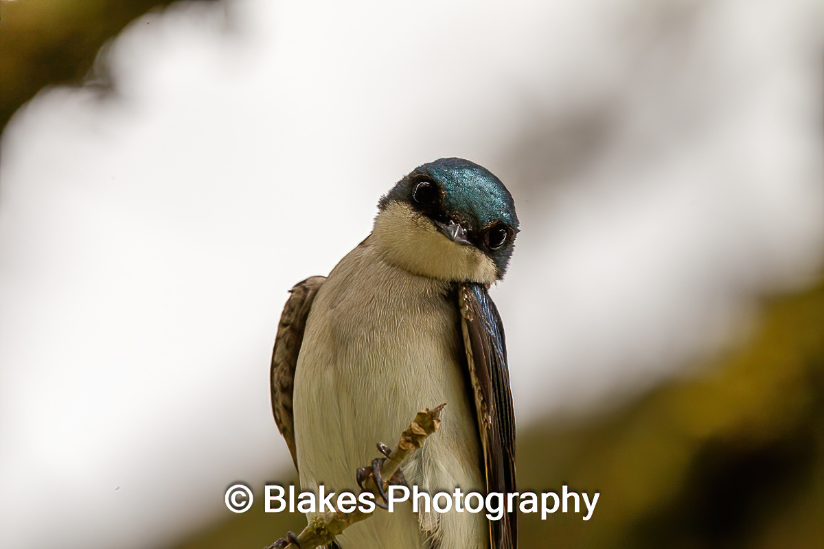 tree swallow (21)
