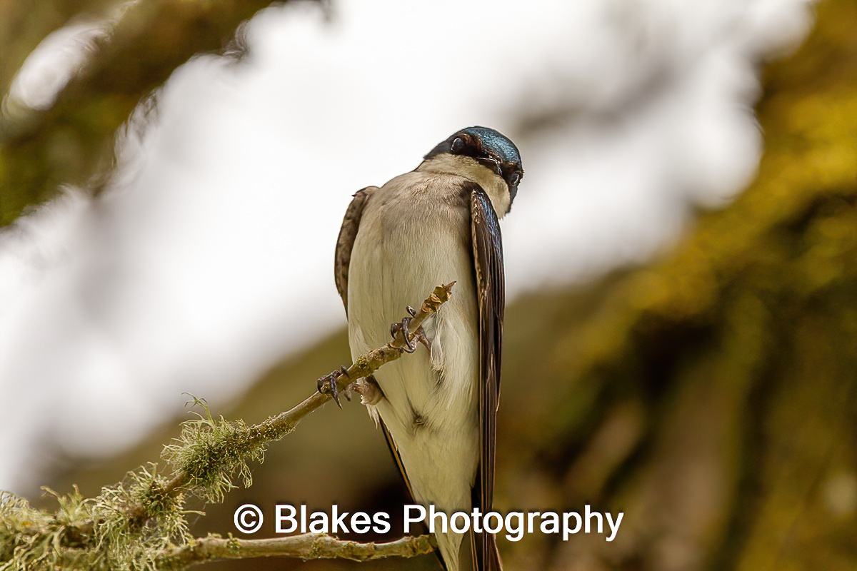 tree swallow (22)