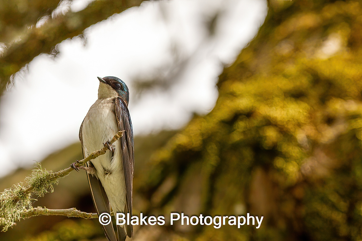 tree swallow (24)