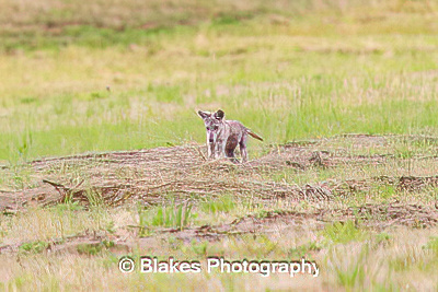 coyote (7)