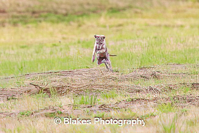 coyote (8)