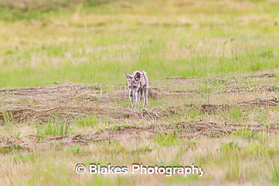 coyote (9)